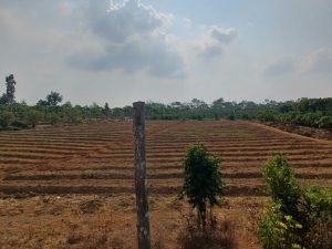 DPPP Tanjungpinang Siapkan Lahan 11 Hektare Untuk Produksi 36 Ton Cabai