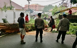 Pohon Tua di Tanjungpinang Tumbang Timpa Kabel Listrik